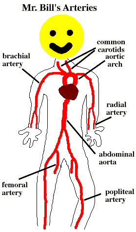 brachial artery pulse