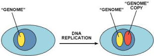 Fig 1, DNA repair