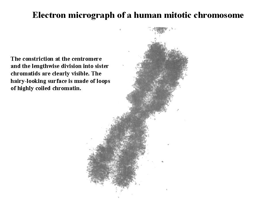 Re What Does Chromosome Mean 