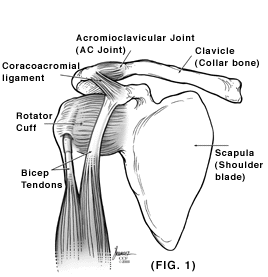 Re: Do ants have rotator cuff muscles?