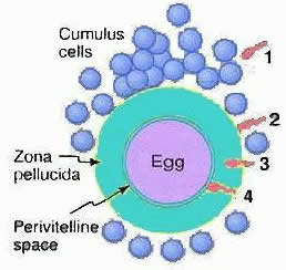 Re: What is the chemistry of reaction between a sperm and ovam?