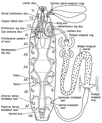 Re: How far does the body of a caterpillar break down to become a butterfly