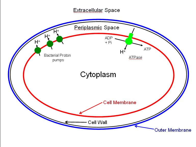 Re How Do Bacteria Produce Energy Without A Mitochondrion 