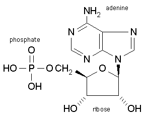 Re: What is a dinucleotide, what are dinucleotides?